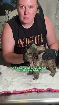 Everyone Walked By — Until One Person Stopped for This Sick Cat | The Dodo