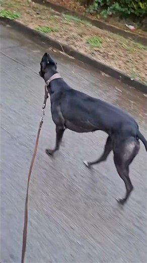 Dog Education: How to Train a Professional Hunting 🐕🐕