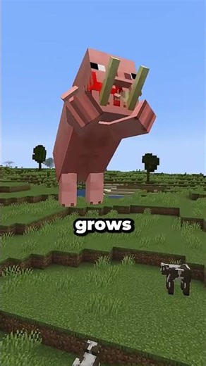 This pig will eat all the mobs and turn into a giant #minecraft