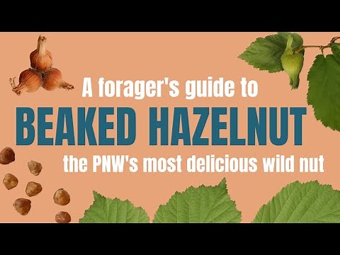 Beaked hazelnut: habitat, ID, harvesting and processing this delicious nut