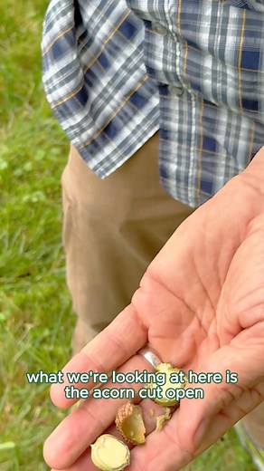 What’s inside an acorn? Learn about the inner world of these iconic oak seeds in today’s Tree Science Word of the Day! #acorns #oaktrees #treescience #arboretum #mortonarboretum | The Morton Arboretum