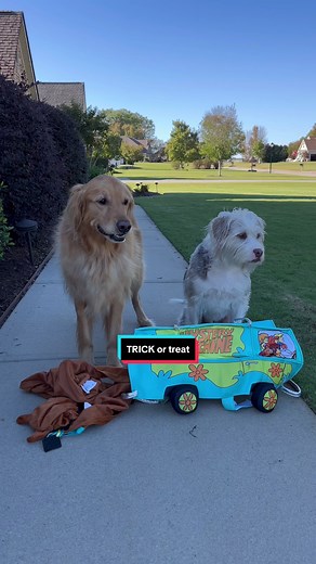 Cute Dog Costumes Compilation | Funny Dog Videos