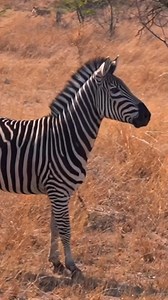Lion Day Encounter only at Antelope Park! 🦁 Picture yourself on an open safari vehicle, surrounded by the sights and sounds of the African bush. The air is filled with bird calls and the rustle of the wind in the grass. Suddenly, a pride of lions appears, moving with strength and confidence through their territory! These incredible animals are living exactly as nature intended, roaming free, hunting for their next meal, and caring for their young. From just a few metres away, you’ll see their p