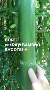 DON’T eat them raw! 😱 #foodie #forage #survival | Prepper Kiwi