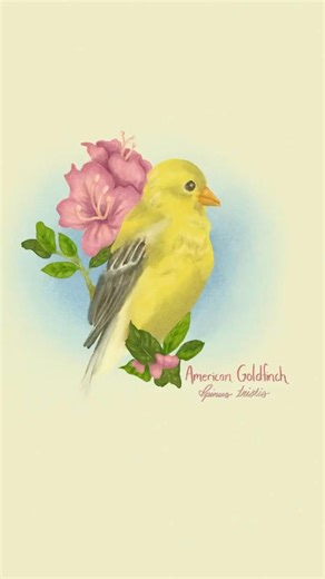 Drawing of an American Goldfinch 🐥 #art #speedpaint #satisfying #explore #artist
