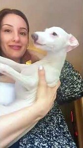 Cute Dogs Yawning 🥱🐶 | Relaxing & Funny