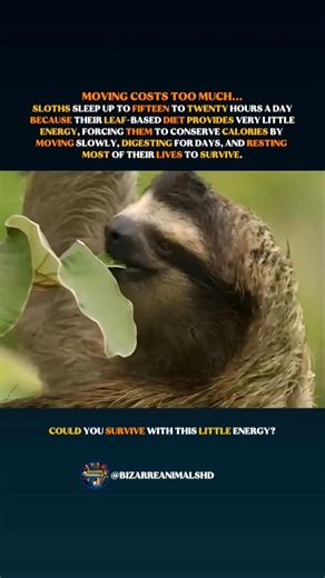 Sloth Survival Depends On Sleeping #sloths #wildlife