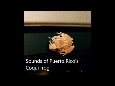 Puerto Rico's Coqui frog call tranquil sounds