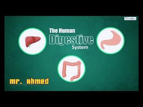 Digestive system game