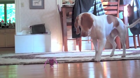 Puppy vs. Robot Inchworm: Cute Dog Maymo