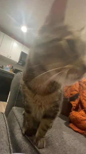 Lauren LaVera on TikTok