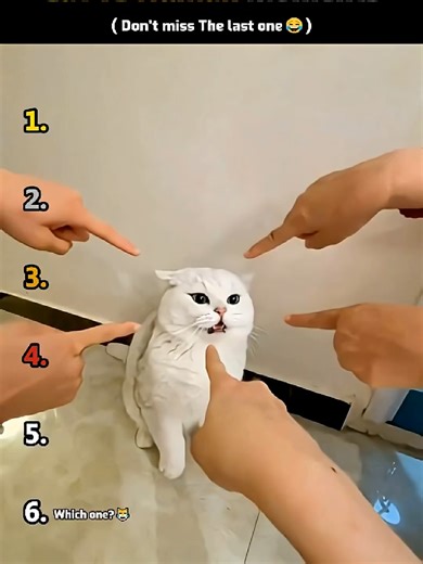 Top Cat vs Human Moments That Will Make You Laugh