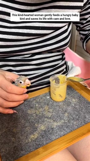 This kind women feeds a hungry baby bird with love #babybird #care