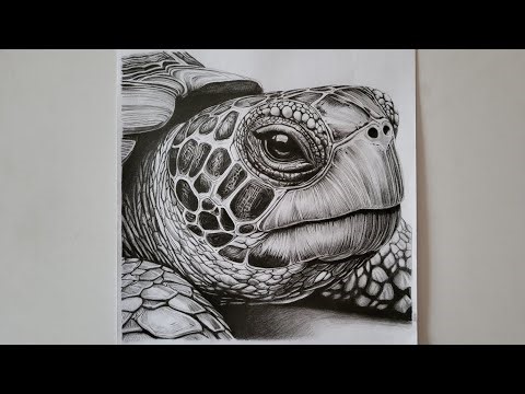 Hyper Realistic Turtle Drawing Step by Step | Final Shading | Pencil Sketch