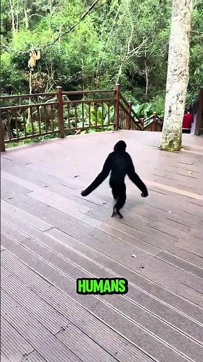 The Graceful Gibbon: Nature’s Acrobat in Action