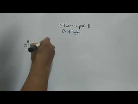 Neuronal pool Part 1 (Dr Mohamed Fayez)