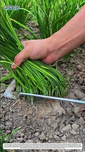 Green Onion Harvesting: How a Knife Turns Dense Clumps into Neat Harvests