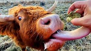 Hand-Feeding Cattle Safely: Farm Tips and Tricks