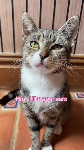 Adorable Cat Conversation: Compliments and Secrets