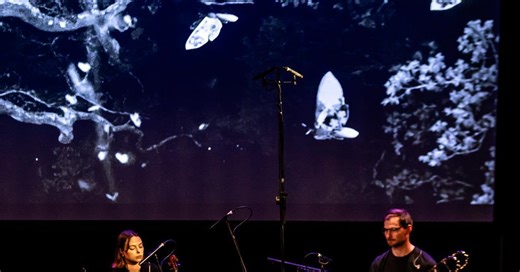 Moth x Human: how a new work highlights biodiversity decline using moth flight data