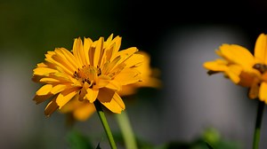 Aster, Flower, Yellow, Blossom