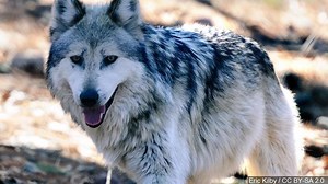 Hungry wolves may get new home at Isle Royale National Park