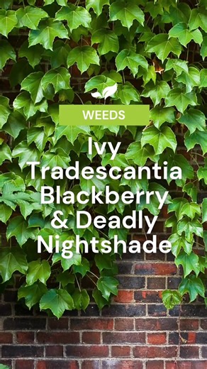 2.5K views | Ivy (Hedera helix) Manual removal is the best way to...