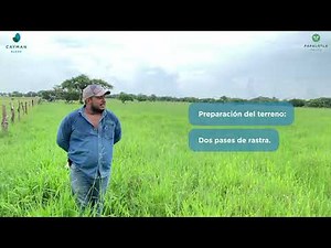 Sembrado hace 3 años, Cayman Blend para suelos encharcados, testimonial en Alvarado, Ver. Mexico