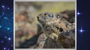 Is a Jackrabbit a Hare? Explained!