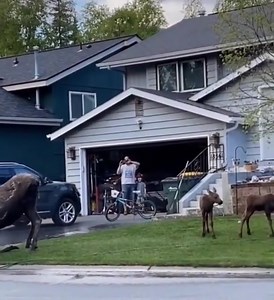 Only in Canada can you watch a moose take a shower! | Proud To Be Canadian