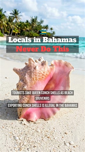 Don't Do This in the Bahamas 🇧🇸 Queen Conch Shell Souvenirs