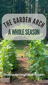 The 2023 garden arch season was amazing! Vertically growing gourds, or trellising any plant that sends out tendrils, makes for a relaxing adult fort in the garden. I’m ready to start another this year! Have a question? Ask away! Follow to dork out with me on gardening, gardening tips, garden crafts, and gardening tours! Need garden supplies? Check out my Amazon storefront in the bio. #the_gardening_passion #gardening #garden #gardenlife #Growyourown #gourds #gardenarch #backyardgarden #gardendes