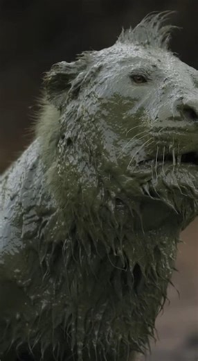 Hippo vs Lion – Mud Explosion Survival in Zimbabwe | 8K Wildlife Encounter