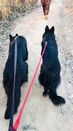 Gorgeous German Shepherd Bella in Action