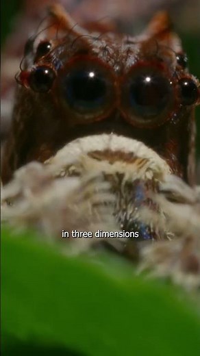 3D Vision Spider Hunts and Kills Venomous Blind Spider three times her size in Stealth Attack