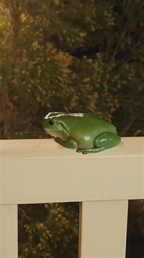 1K views · 105 reactions | Green tree frog you can found only two countries Australia and New Guinea.. its a friendly frog #greenfrog #friendly #highlightseveryone #Treefrog | Ruby F. Sav | Facebook
