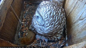 8.6K views · 884 reactions | Peekaboo! Watch the owlets from the Wild...