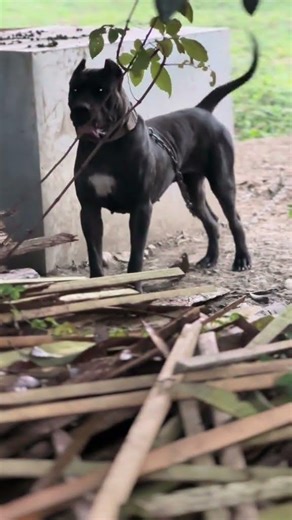 路虎，越来越漂亮了#护卫犬 #家庭伴侣犬 #普雷萨加纳利犬