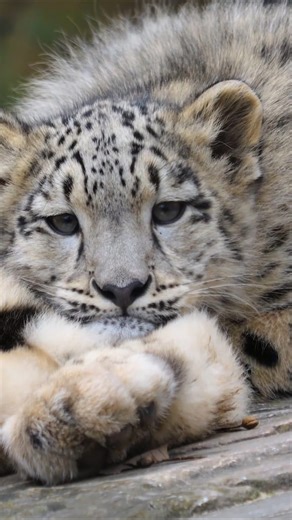 Snow leopard: Threatened species known as 'ghost of the mountains'