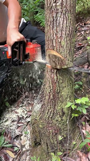 Open the directional notch well, accurately control the direction of tree dumping