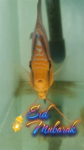 Discus breeding Eid mubarak عيد مبارك #fish #aquarium #discus