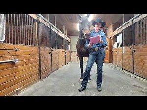 Western Dressage Test Tips - Level 5 Test 4