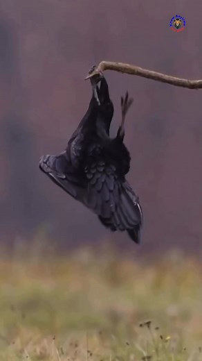 The raven is one of the most intelligent and mysterious birds in the world. 😳😳 #raven #birds #crow #wildlife #nature #viralpage #knowanytime | Know Anytime