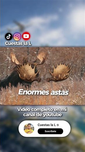 👉 Te encuentras esto en la frontera 😳🦌 (alce americano)