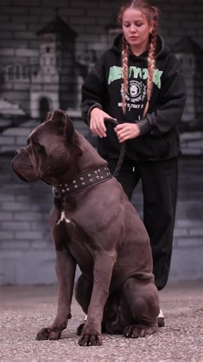 Кане Корсо: Итальянские Мастифы в Беларуси