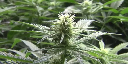 How shutdown-ending bill could hurt Ga. hemp industry