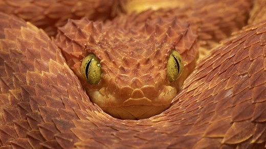 Estos son los 15  animales que más matan y están más cerca de lo que crees