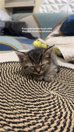 Whiskas model yang pia namin ahh😅😊 #kitten