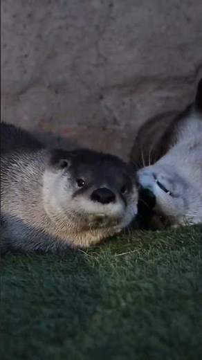 Adorable Otter Playing Moments 🦦💖 You Can’t Stop Watching! #wildlife #animals #otter