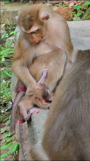 Monkey species: The baby monkey's reaction when its mother temporarily stops breastfeeding.